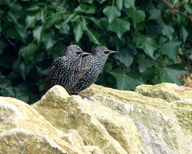 starling